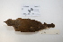  ( - MACN-Or-ct 2872)  @12 [ ] Copyright (2012) MACN Museo Argentino de Ciencias Naturales "Bernardino Rivadavia"