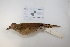  (Turdus leucomelas - MACN-Or-ct 2872)  @14 [ ] Copyright (2012) MACN Museo Argentino de Ciencias Naturales "Bernardino Rivadavia"