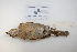  ( - MACN-Or-ct 2872)  @13 [ ] Copyright (2012) MACN Museo Argentino de Ciencias Naturales "Bernardino Rivadavia"