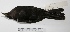 ( - MACN-Or-ct 2878)  @13 [ ] Copyright (2012) MACN Museo Argentino de Ciencias Naturales "Bernardino Rivadavia"