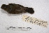  (Oryzoborus - MACN-Or-ct 2888)  @13 [ ] Copyright (2014) MACN Museo Argentino de Ciencias Naturales, Bernardino Rivadavia
