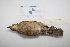  ( - MACN-Or-ct 2902)  @12 [ ] Copyright (2013) MACN Museo Argentino de Ciencias Naturales "Bernardino Rivadavia"