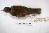  ( - MACN-Or-ct 2909)  @13 [ ] Copyright (2014) MACN Museo Argentino de Ciencias Naturales, Bernardino Rivadavia
