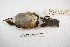  ( - MACN-Or-ct 2909)  @12 [ ] Copyright (2014) MACN Museo Argentino de Ciencias Naturales, Bernardino Rivadavia