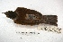  ( - MACN-Or-ct 2968)  @13 [ ] Copyright (2014) MACN Museo Argentino de Ciencias Naturales, Bernardino Rivadavia