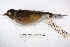  ( - MACN-Or-ct 2968)  @13 [ ] Copyright (2014) MACN Museo Argentino de Ciencias Naturales, Bernardino Rivadavia