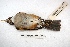  ( - MACN-Or-ct 2968)  @12 [ ] Copyright (2014) MACN Museo Argentino de Ciencias Naturales, Bernardino Rivadavia