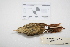  (Xiphorhynchus fuscus - MACN-Or-ct 2971)  @13 [ ] Copyright (2013) MACN Museo Argentino de Ciencias Naturales "Bernardino Rivadavia"