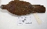  (Leptotila rufaxilla - MACN-Or-ct 2981)  @13 [ ] Copyright (2012) MACN Museo Argentino de Ciencias Naturales "Bernardino Rivadavia"