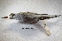  ( - MACN-Or-ct 301)  @13 [ ] Copyright (2014) MACN Museo Argentino de Ciencias Naturales, Bernardino Rivadavia