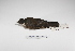  ( - MACN-Or-ct 3035)  @13 [ ] Copyright (2012) MACN Museo Argentino de Ciencias Naturales "Bernardino Rivadavia"