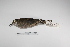  ( - MACN-Or-ct 3035)  @13 [ ] Copyright (2012) MACN Museo Argentino de Ciencias Naturales "Bernardino Rivadavia"