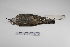  ( - MACN-Or-ct 3035)  @13 [ ] Copyright (2012) MACN Museo Argentino de Ciencias Naturales "Bernardino Rivadavia"