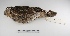  ( - MACN-Or-ct 3057)  @13 [ ] Copyright (2012) MACN Museo Argentino de Ciencias Naturales "Bernardino Rivadavia"