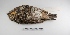  ( - MACN-Or-ct 3057)  @12 [ ] Copyright (2012) MACN Museo Argentino de Ciencias Naturales "Bernardino Rivadavia"