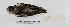  ( - MACN-Or-ct 3068)  @13 [ ] Copyright (2012) MACN Museo Argentino de Ciencias Naturales "Bernardino Rivadavia"