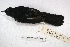  ( - MACN-Or-ct 3147)  @12 [ ] Copyright (2014) MACN Museo Argentino de Ciencias Naturales, Bernardino Rivadavia