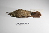  ( - MACN-Or-ct 3149)  @12 [ ] Copyright (2012) MACN Museo Argentino de Ciencias Naturales "Bernardino Rivadavia"