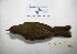  ( - MACN-Or-ct 3161)  @13 [ ] Copyright (2012) MACN Museo Argentino de Ciencias Naturales "Bernardino Rivadavia"