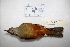  ( - MACN-Or-ct 3161)  @13 [ ] Copyright (2012) MACN Museo Argentino de Ciencias Naturales "Bernardino Rivadavia"