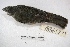  (Saltator coerulescens - MACN-Or-ct 3183)  @14 [ ] Copyright (2014) MACN Museo Argentino de Ciencias Naturales, Bernardino Rivadavia