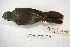  ( - MACN-Or-ct 3184)  @13 [ ] Copyright (2014) MACN Museo Argentino de Ciencias Naturales, Bernardino Rivadavia