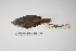  ( - MACN-Or-ct 031)  @13 [ ] Copyright (2012) MACN Museo Argentino de Ciencias Naturales "Bernardino Rivadavia"