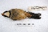  ( - MACN-Or-ct 3214)  @13 [ ] Copyright (2014) MACN Museo Argentino de Ciencias Naturales, Bernardino Rivadavia