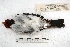  ( - MACN-Or-ct 3217)  @13 [ ] Copyright (2014) MACN Museo Argentino de Ciencias Naturales, Bernardino Rivadavia