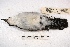  ( - MACN-Or-ct 3226)  @12 [ ] Copyright (2014) MACN Museo Argentino de Ciencias Naturales, Bernardino Rivadavia
