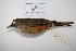  ( - MACN-Or-ct 3241)  @14 [ ] Copyright (2013) MACN Museo Argentino de Ciencias Naturales "Bernardino Rivadavia"
