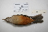  ( - MACN-Or-ct 3241)  @13 [ ] Copyright (2013) MACN Museo Argentino de Ciencias Naturales "Bernardino Rivadavia"