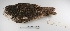  ( - MACN-Or-ct 3244)  @13 [ ] Copyright (2012) MACN Museo Argentino de Ciencias Naturales "Bernardino Rivadavia"