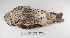  ( - MACN-Or-ct 3244)  @13 [ ] Copyright (2012) MACN Museo Argentino de Ciencias Naturales "Bernardino Rivadavia"