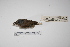  ( - MACN-Or-ct 048)  @12 [ ] Copyright (2012) MACN Museo Argentino de Ciencias Naturales "Bernardino Rivadavia"
