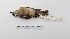  ( - MACN-Or-ct 826)  @13 [ ] Copyright (2012) MACN Museo Argentino de Ciencias Naturales "Bernardino Rivadavia"