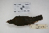  ( - MACN-Or-ct 960)  @13 [ ] Copyright (2012) MACN Museo Argentino de Ciencias Naturales "Bernardino Rivadavia"