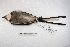  ( - MACN-Or-cp 89)  @12 [ ] Copyright (2014) MACN Museo Argentino de Ciencias Naturales, Bernardino Rivadavia
