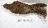  ( - MACN-Or-ct 1401)  @13 [ ] Copyright (2014) MACN Museo Argentino de Ciencias Naturales, Bernardino Rivadavia