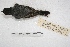  ( - MACN-Or-ct 1434)  @14 [ ] Copyright (2014) MACN Museo Argentino de Ciencias Naturales, Bernardino Rivadavia