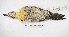  ( - MACN-Or-ct 1626)  @12 [ ] Copyright (2014) MACN Museo Argentino de Ciencias Naturales, Bernardino Rivadavia