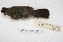  (Arremon - MACN-Or-ct 1678)  @15 [ ] Copyright (2014) MACN Museo Argentino de Ciencias Naturales, Bernardino Rivadavia