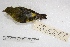  ( - MACN-Or-ct 1730)  @12 [ ] Copyright (2014) MACN Museo Argentino de Ciencias Naturales, Bernardino Rivadavia