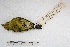  ( - MACN-Or-ct 1730)  @12 [ ] Copyright (2014) MACN Museo Argentino de Ciencias Naturales, Bernardino Rivadavia