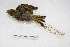  (Sicalis flaveola - MACN-Or-ct 1833)  @15 [ ] Copyright (2014) MACN Museo Argentino de Ciencias Naturales, Bernardino Rivadavia