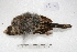  ( - MACN-Or-ct 1930)  @12 [ ] Copyright (2014) MACN Museo Argentino de Ciencias Naturales, Bernardino Rivadavia