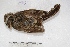  ( - MACN-Or-ct 1931)  @12 [ ] Copyright (2014) MACN Museo Argentino de Ciencias Naturales, Bernardino Rivadavia