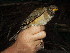  (Turdus albicollis - MACN-Or-ct 1955)  @15 [ ] Copyright (2014) MACN Museo Argentino de Ciencias Naturales, Bernardino Rivadavia