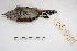  (Thamnophilus - MACN-Or-ct 2125)  @15 [ ] Copyright (2014) MACN Museo Argentino de Ciencias Naturales, Bernardino Rivadavia