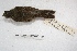  (Poospiza nigrorufa - MACN-Or-ct 2155)  @14 [ ] Copyright (2014) MACN Museo Argentino de Ciencias Naturales, Bernardino Rivadavia